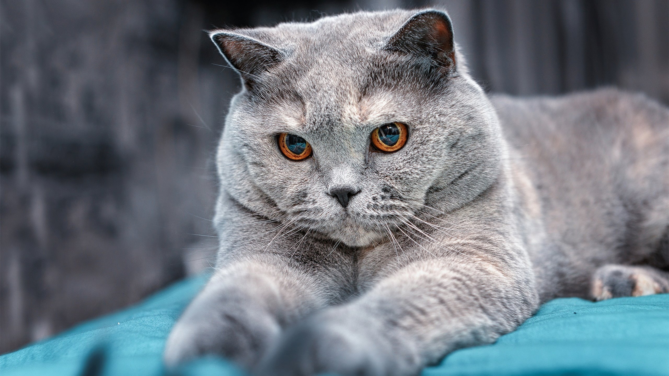 世界杯夺冠梦：英雄们的精彩表现！，世界杯夺冠2021